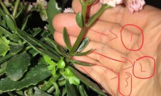 长寿花的养殖方法怎样修剪残花